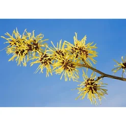 Clearance Milde Reinigingsmousse Gezichtsreiniging